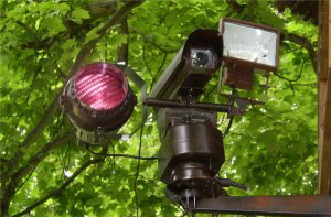 Camouflaged camera in dense trees:  example 2
