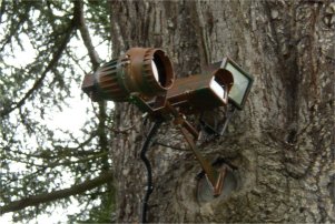 Camouflaged camera in tree